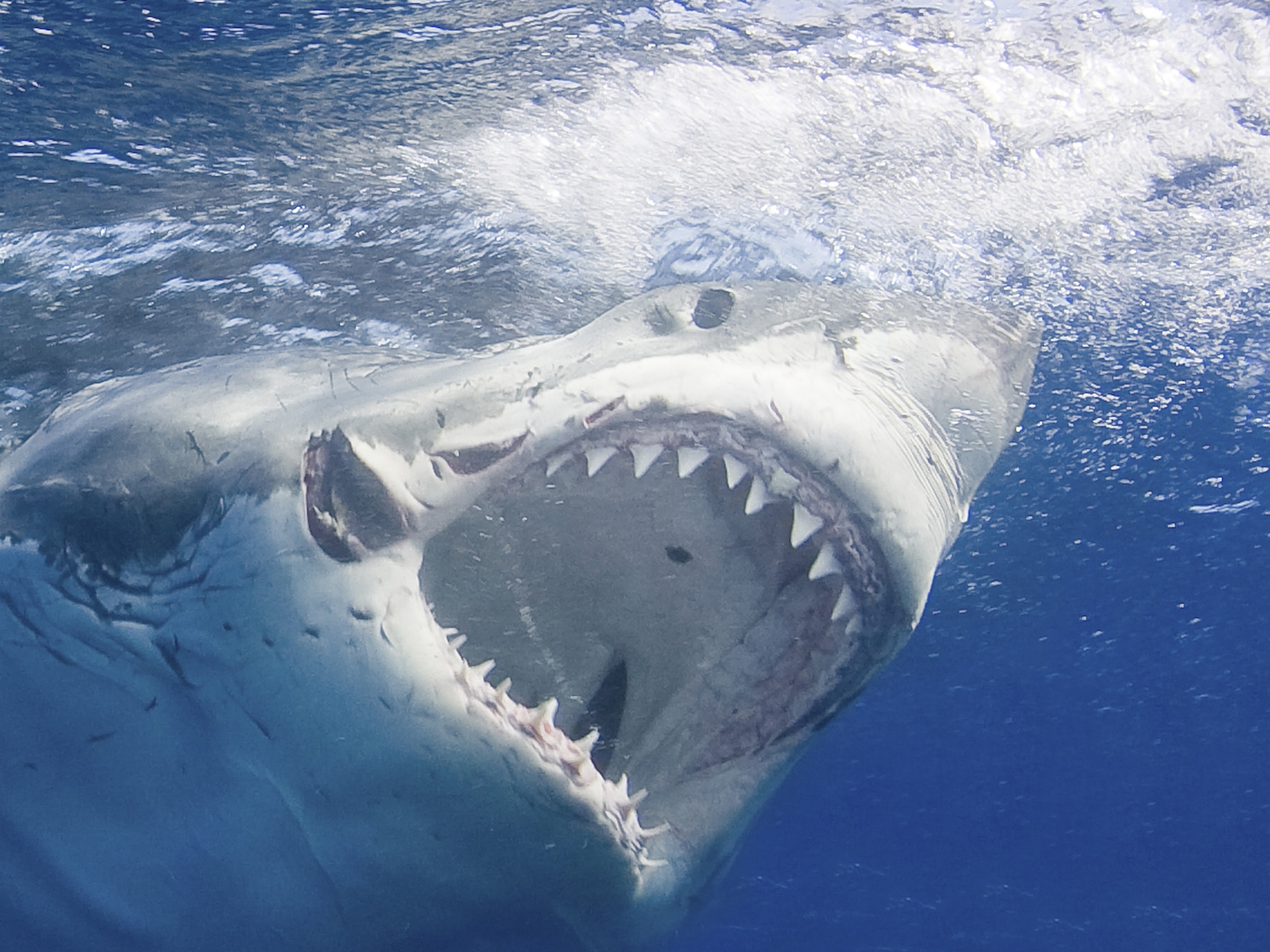 Great White Shark swimming in the ocean