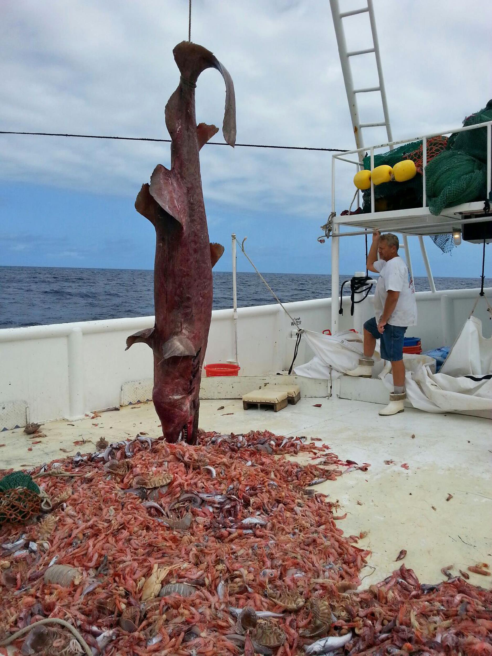 Goblin Shark swimming in the deep sea