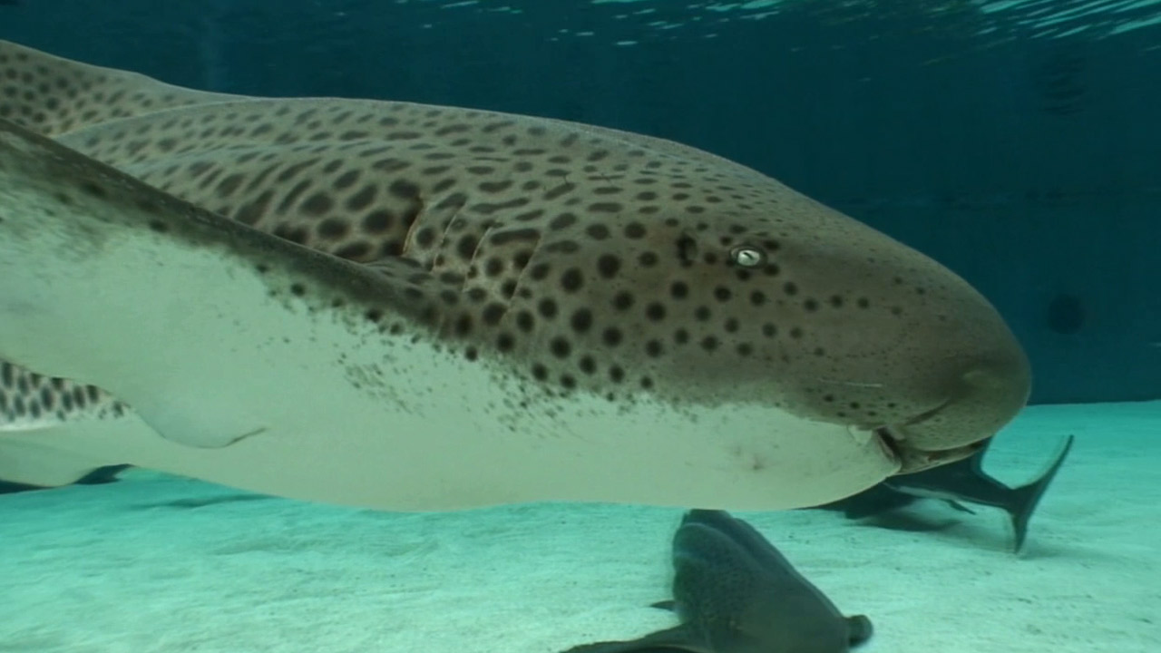 Zebra Shark swimming in the warm, tropical waters of the Pacific Ocean