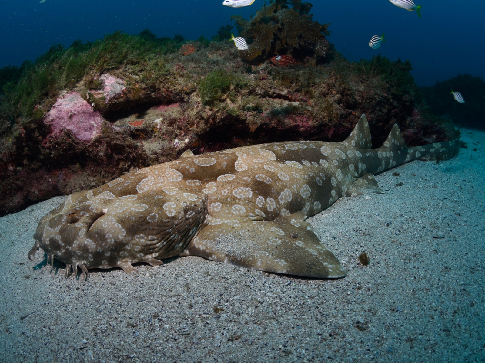 Camouflaged Wobbegong Shark resting on the ocean floor